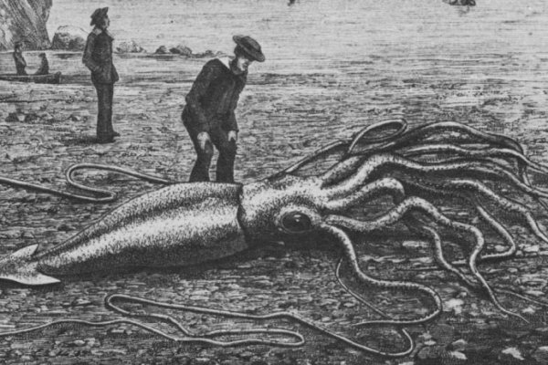 Kraken whitenet market зеркало